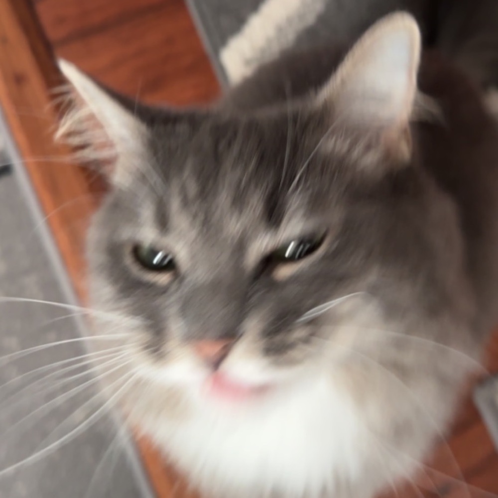 Meet your Posher, Diana